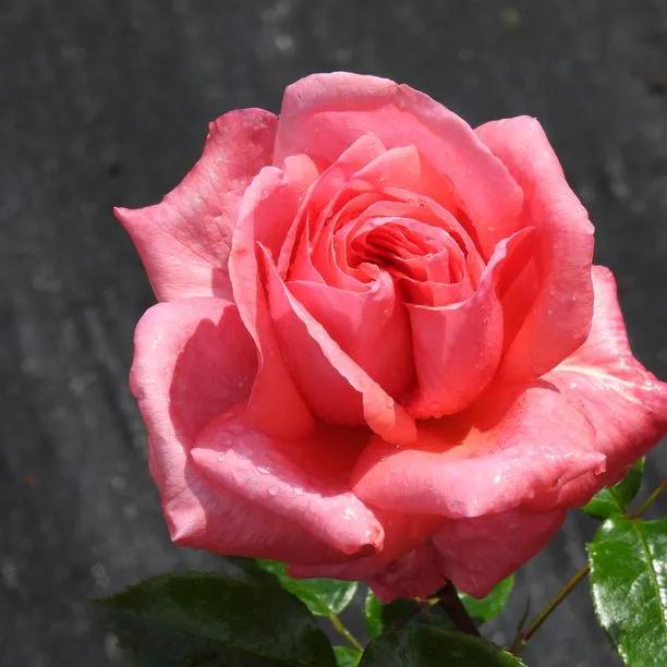 Special Anniversary Climbing Rose (Rosa Special Anniversary) 1